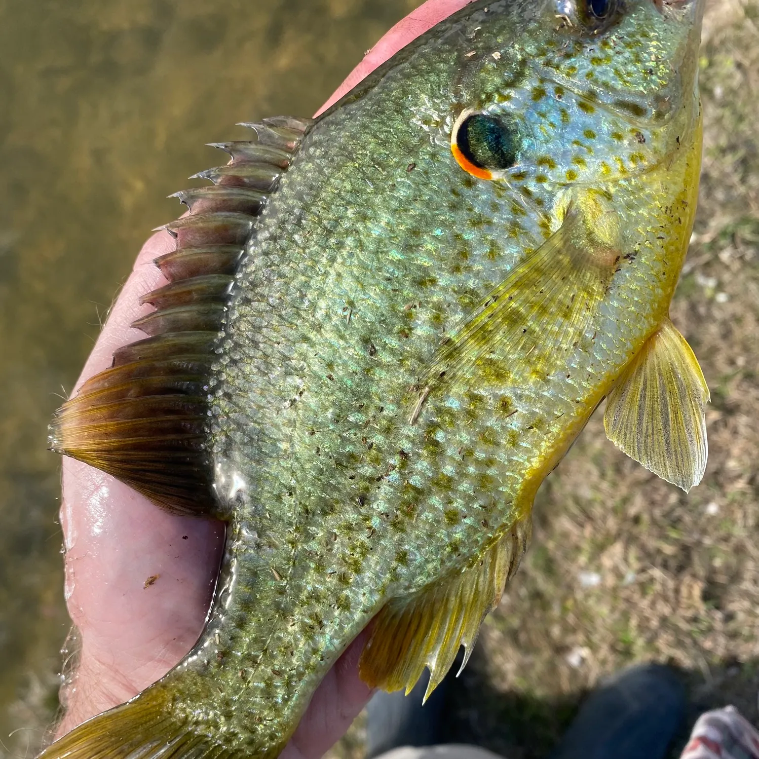 The most recent Redear sunfish catches on Fishbrain