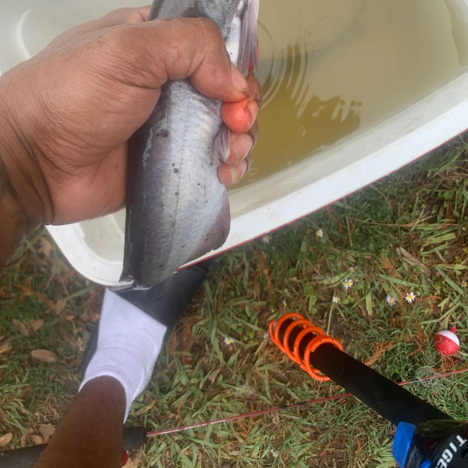 Channel catfish caught on Fishbrain