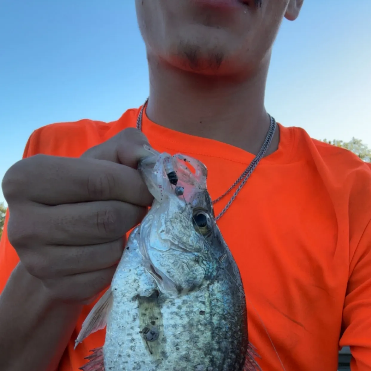 Black crappie caught on Fishbrain