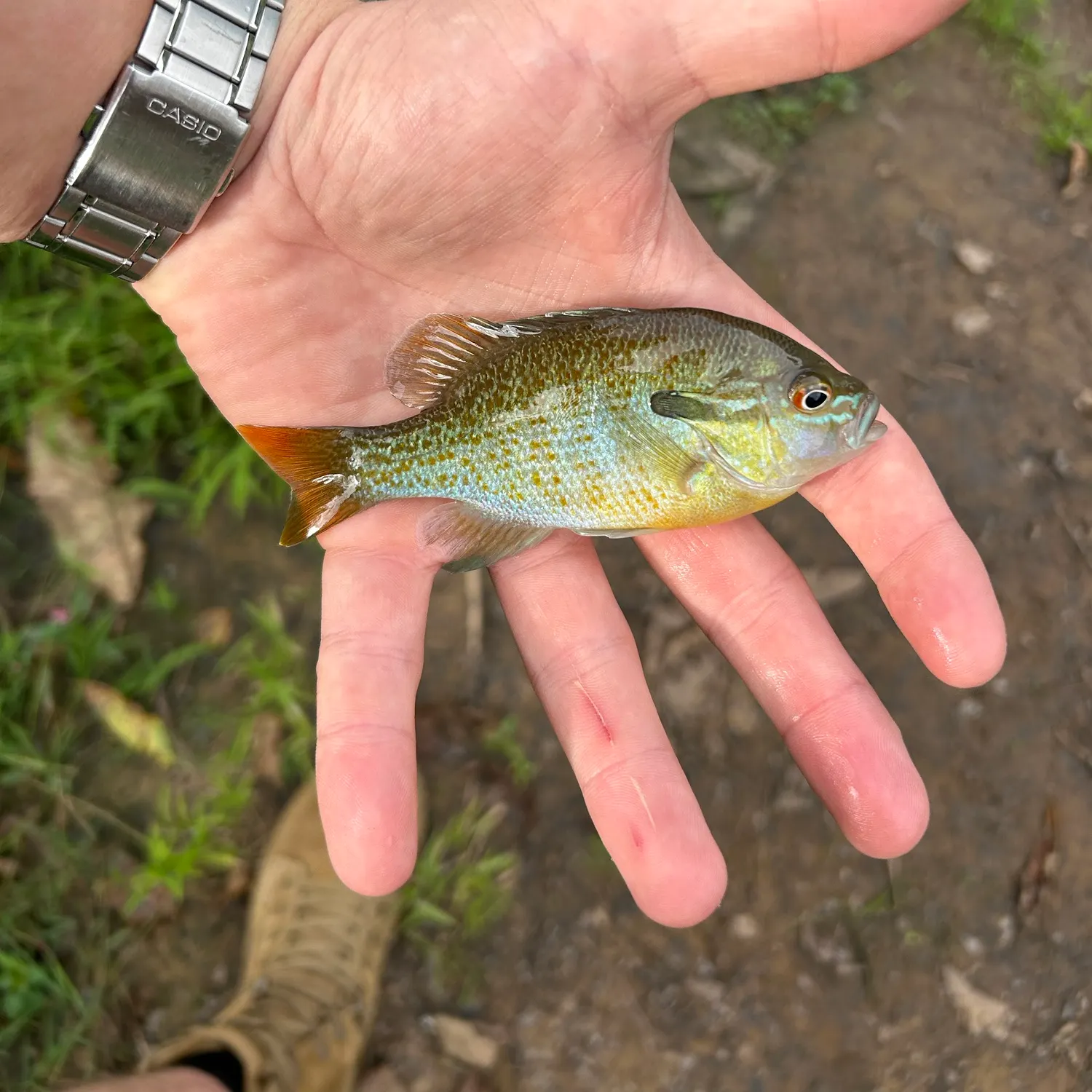 Redbreast sunfish caught on Fishbrain