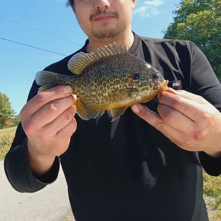 Pumpkinseed caught on Fishbrain