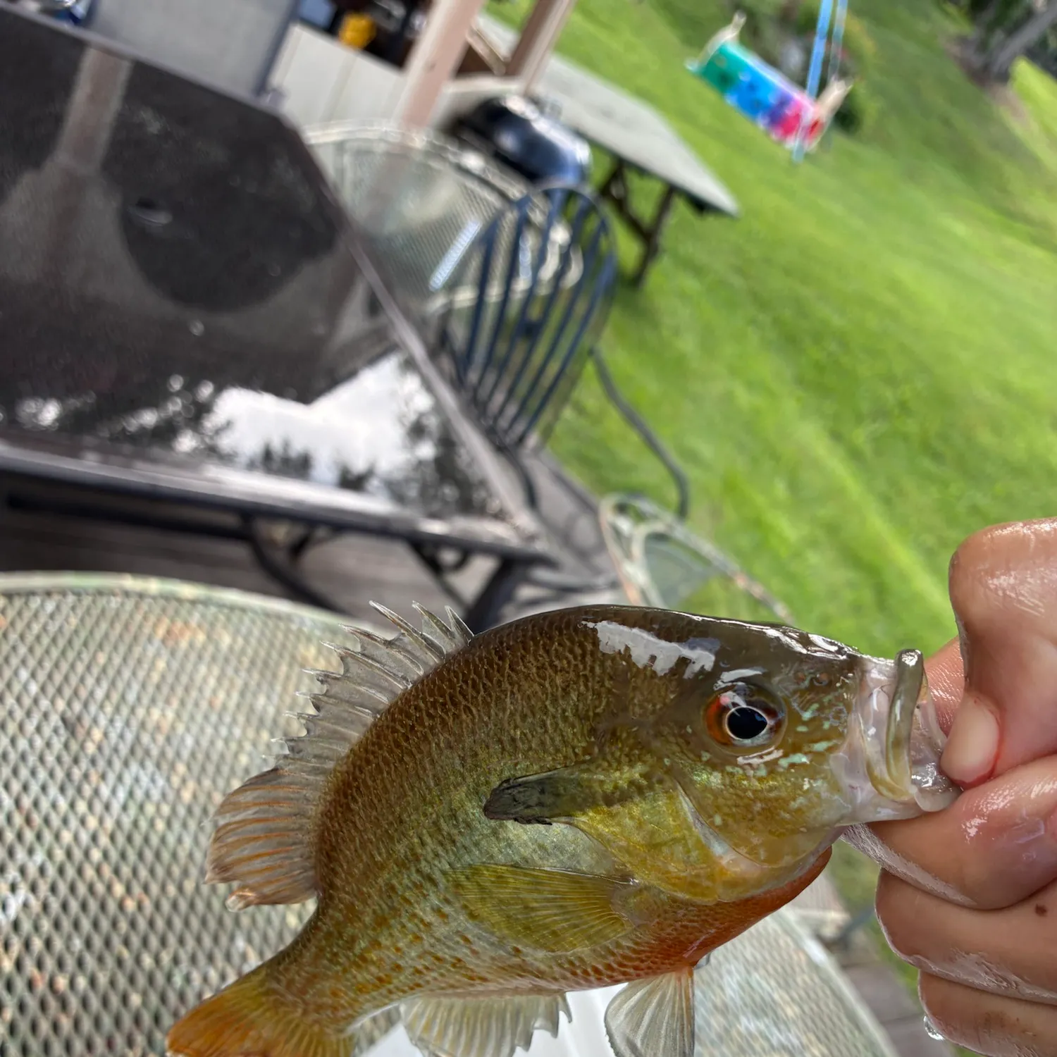 Redbreast sunfish caught on Fishbrain