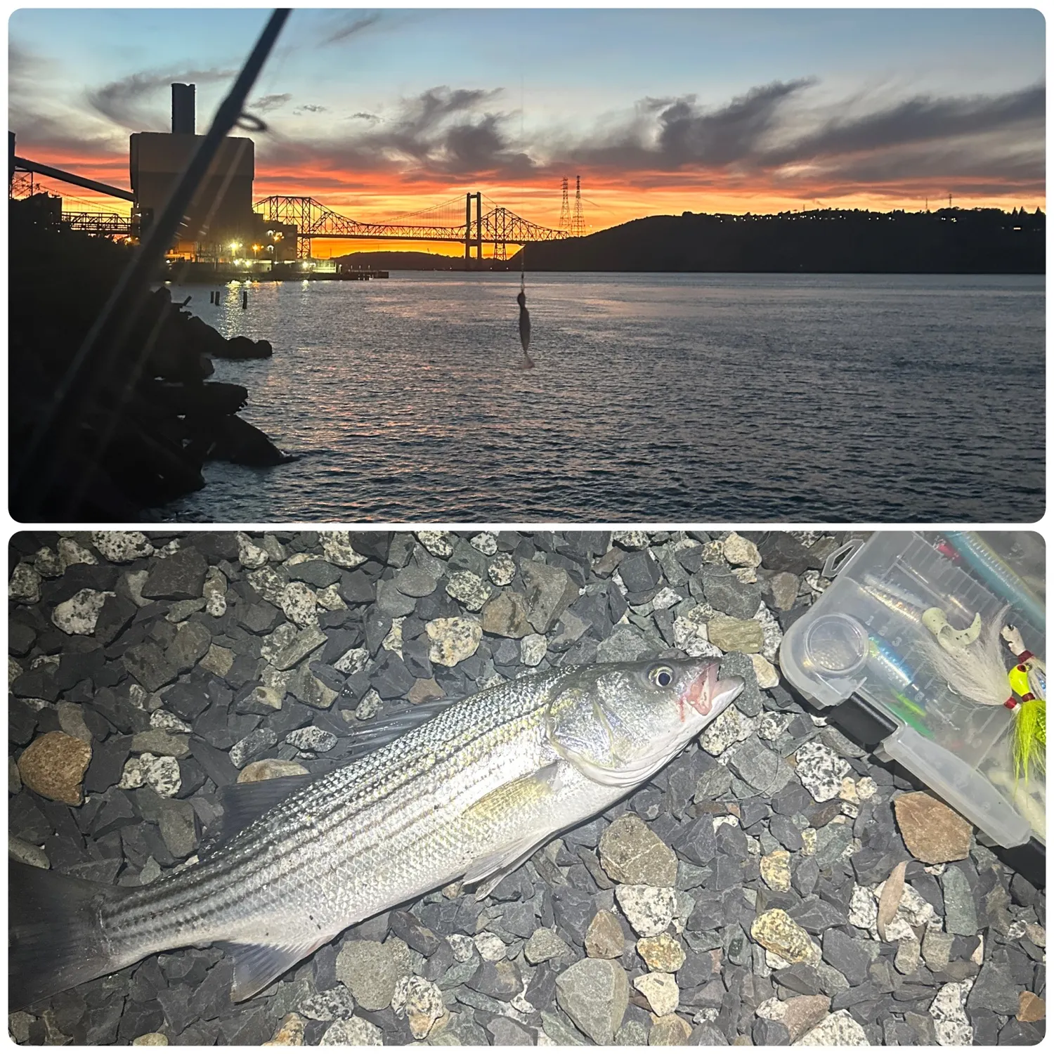 Striped bass caught on Fishbrain