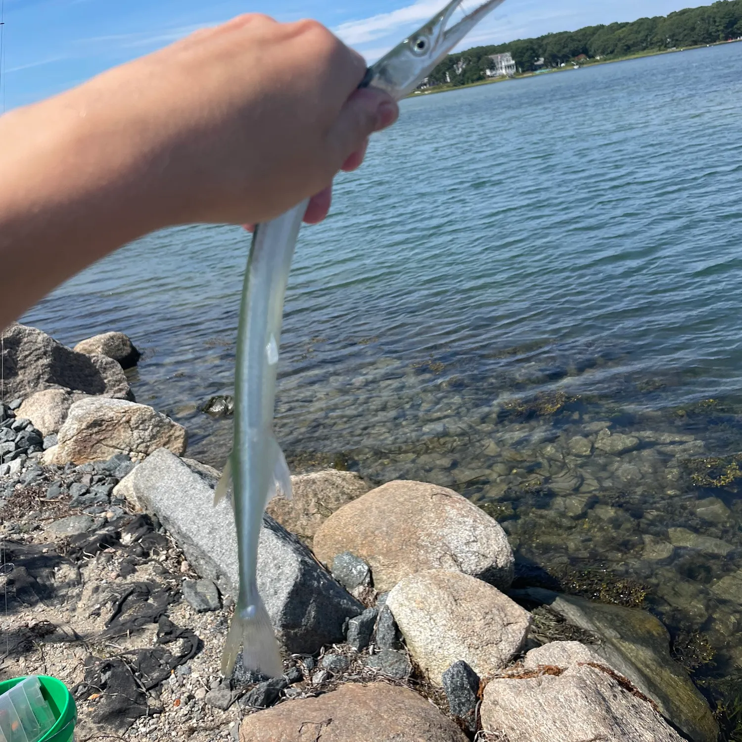 Atlantic needlefish caught on Fishbrain