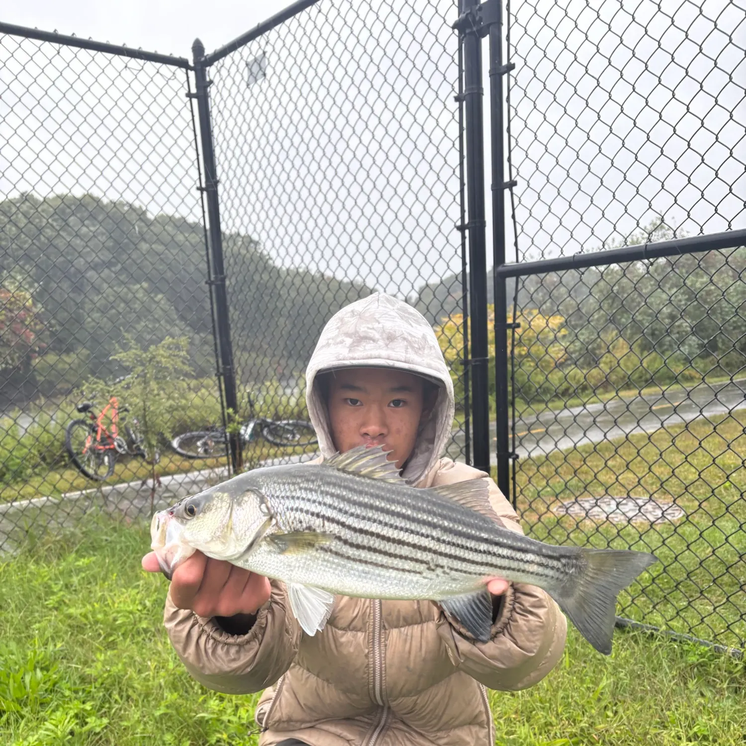 Striped bass caught on Fishbrain