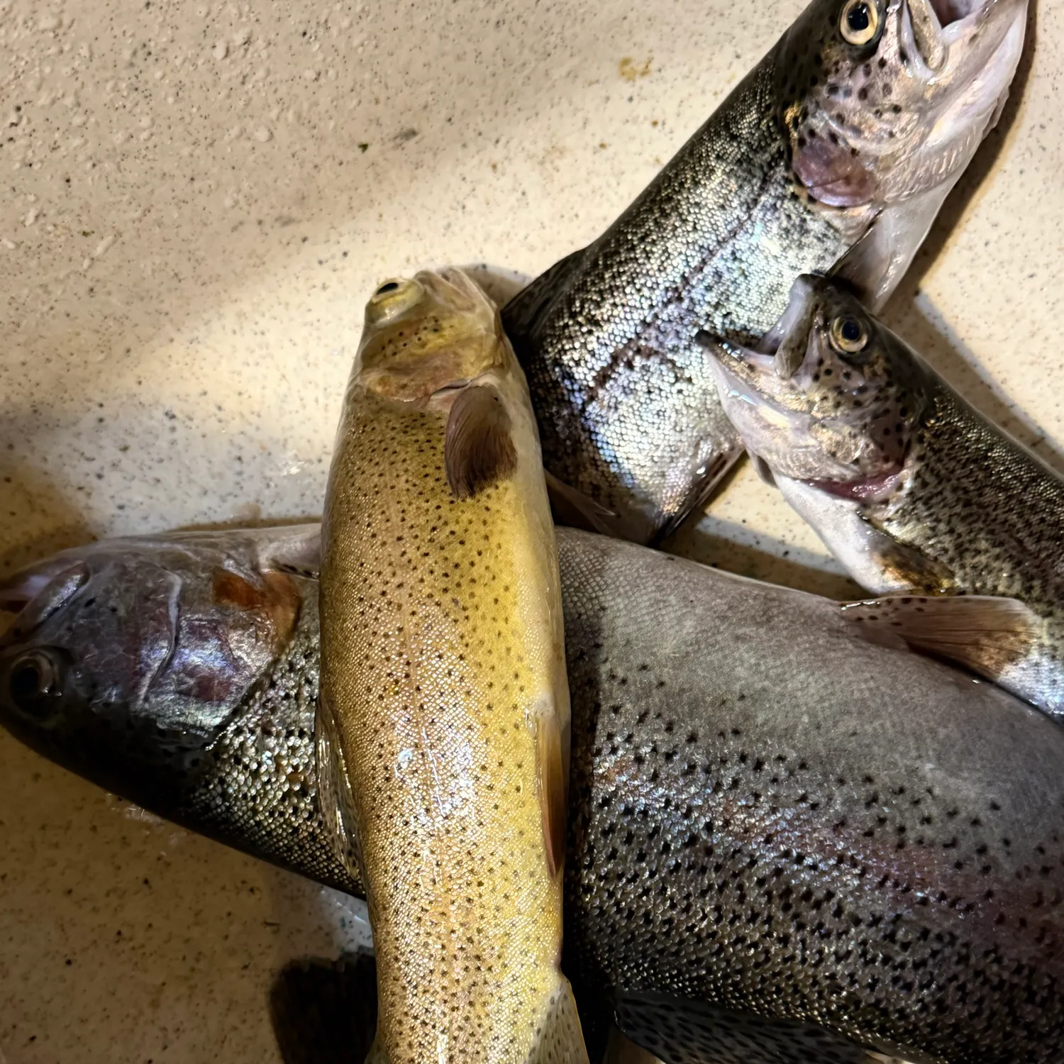 Rainbow trout caught on Fishbrain