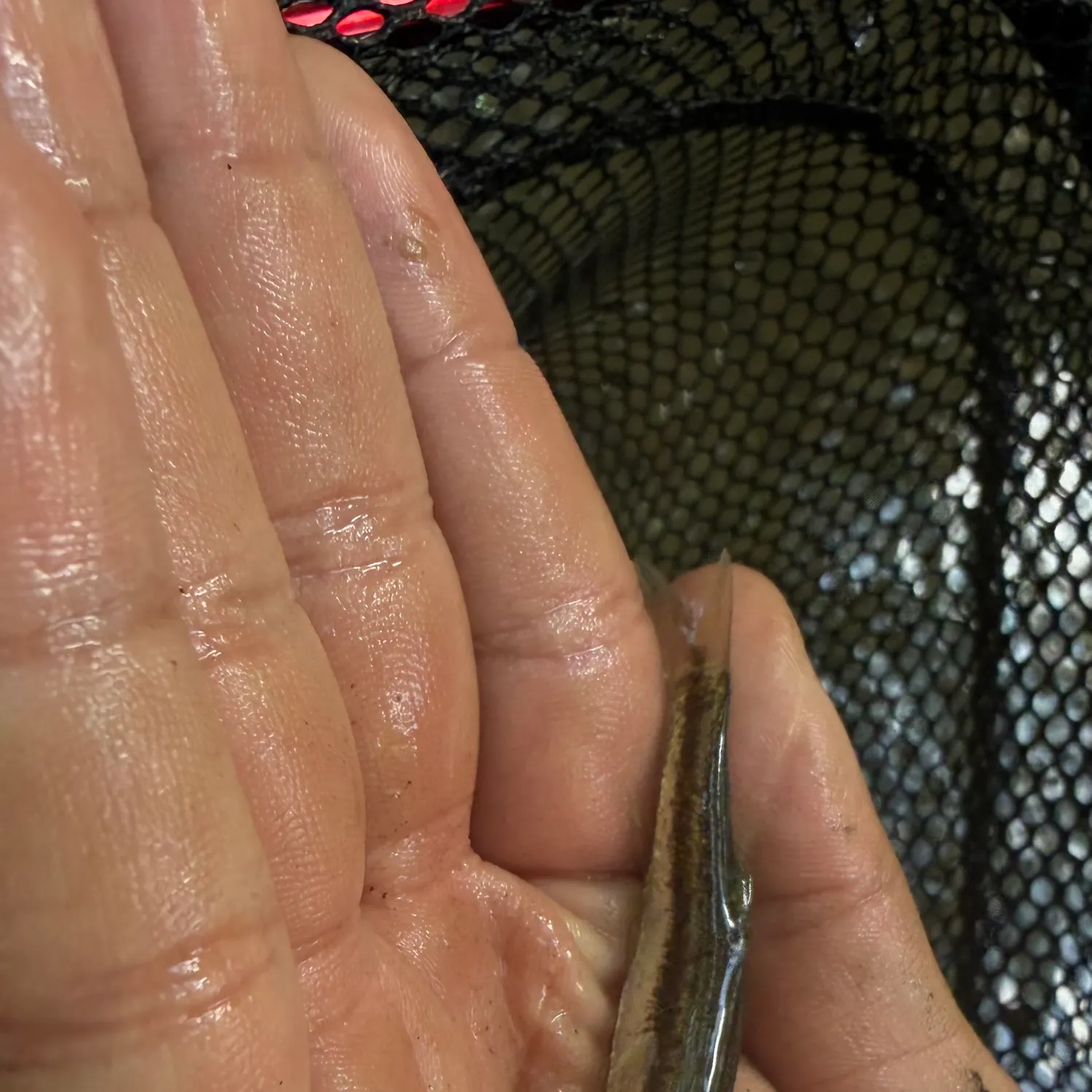 Eastern blacknose dace caught on Fishbrain
