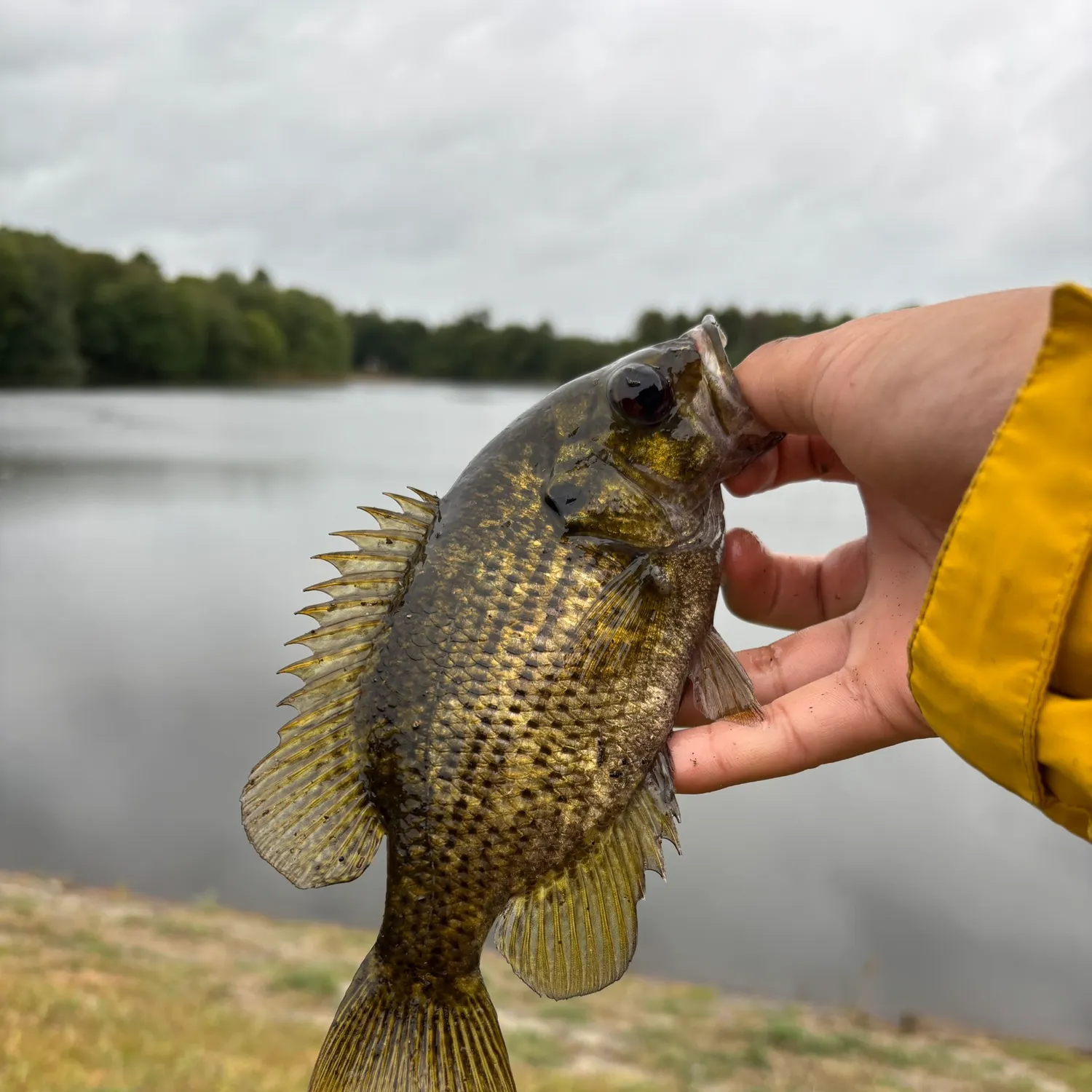 Rock bass caught on Fishbrain
