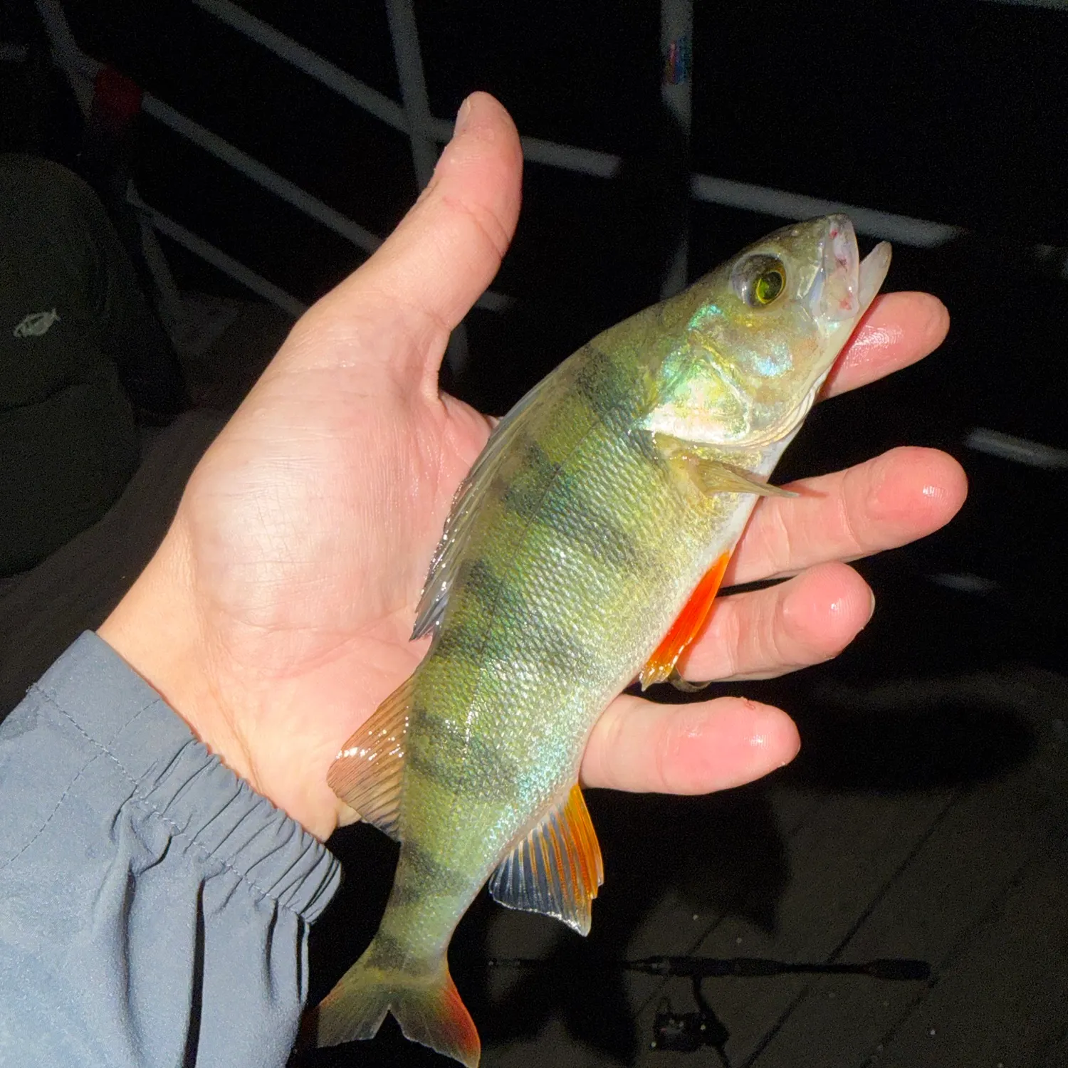 European perch caught on Fishbrain