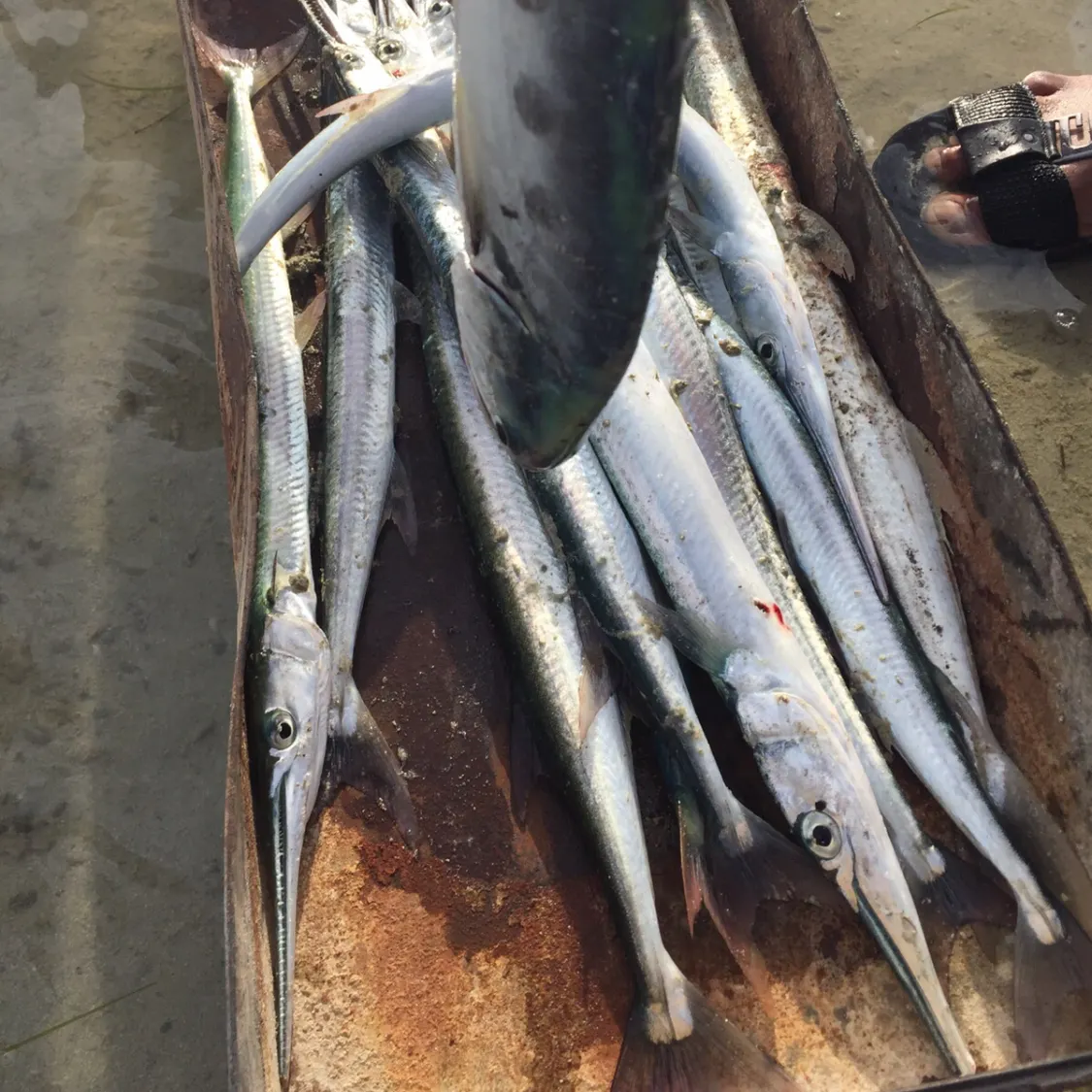 recently logged catches