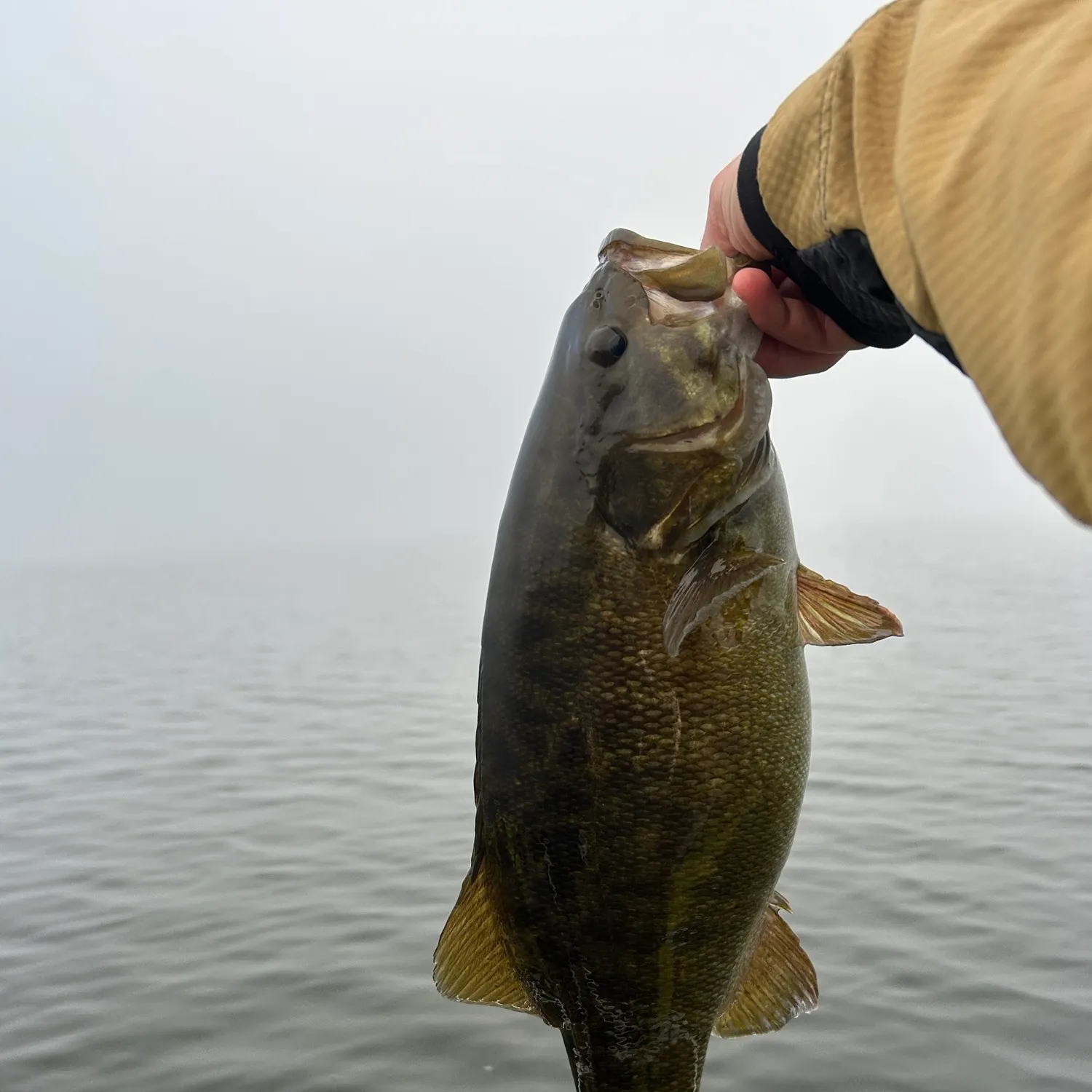 Smallmouth bass caught on Fishbrain