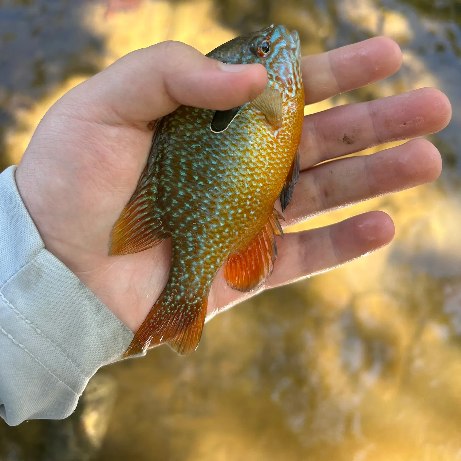 Longear sunfish caught on Fishbrain