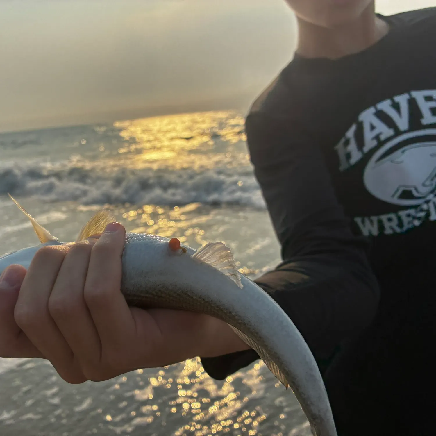 The most recent Northern kingcroaker catches on Fishbrain