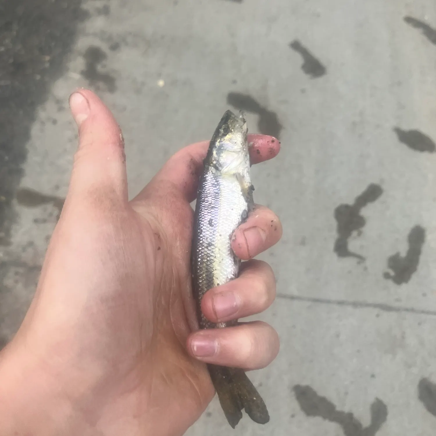 Creek chub caught on Fishbrain