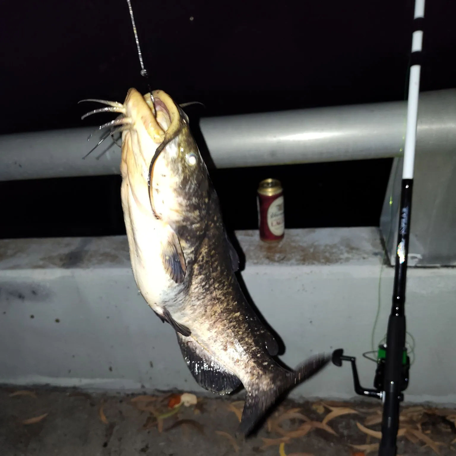 The most recent Channel catfish catches on Fishbrain