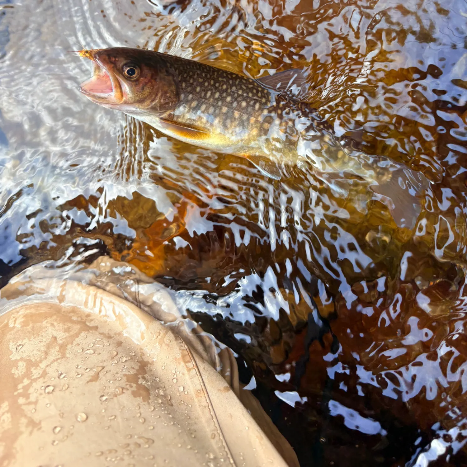 The most recent Whitespotted char catches on Fishbrain