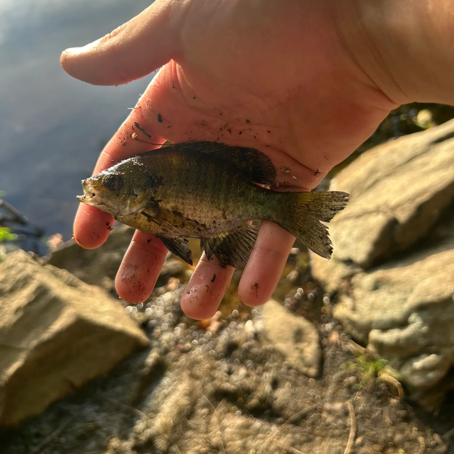 Bluegill caught on Fishbrain