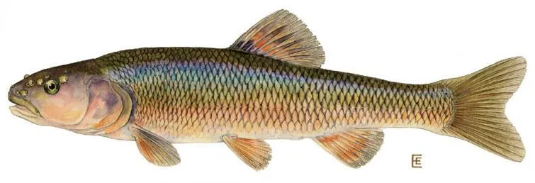 Baitfish