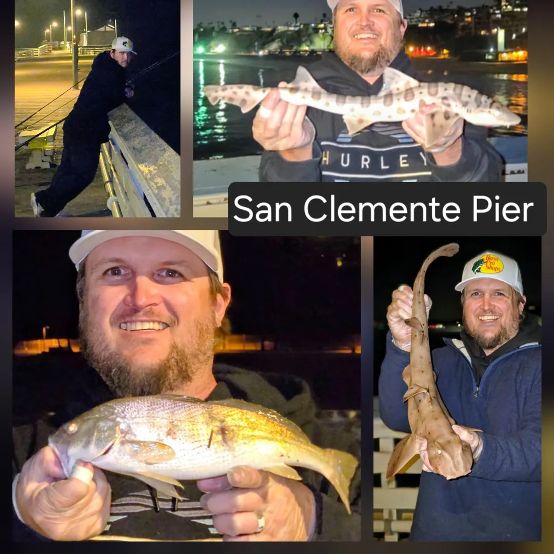 The most recent Horn shark catches on Fishbrain