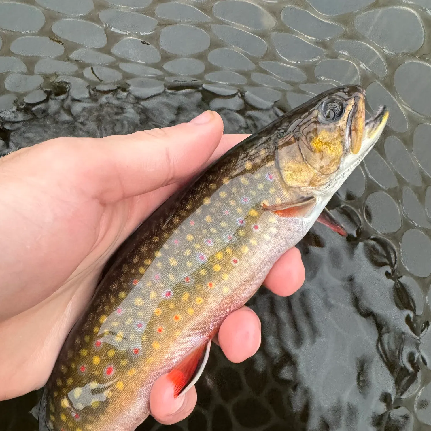 Brook trout caught on Fishbrain