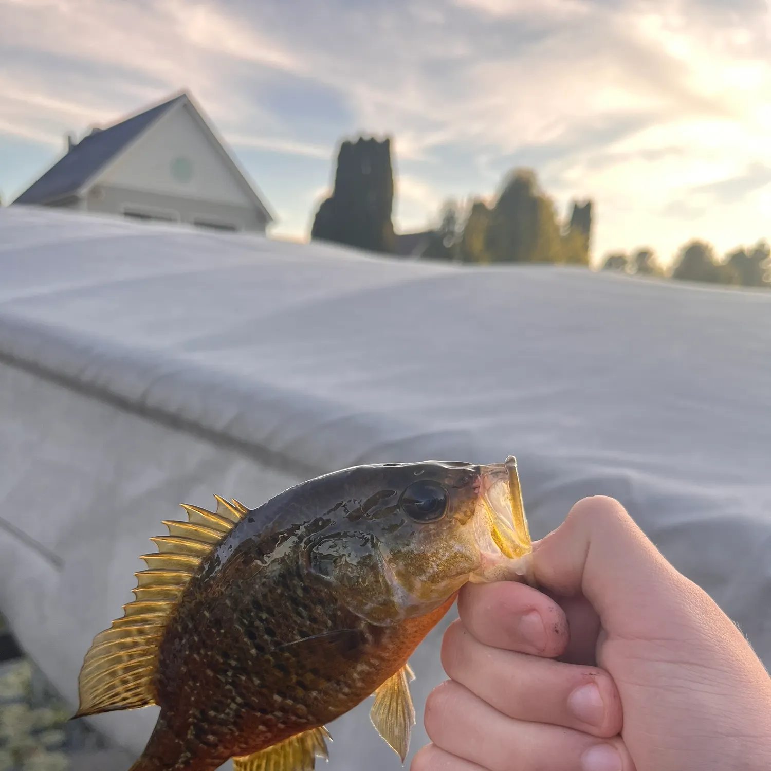 Warmouth caught on Fishbrain