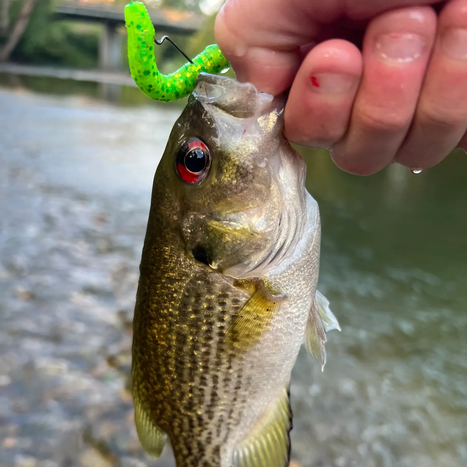 Rock bass caught on Fishbrain