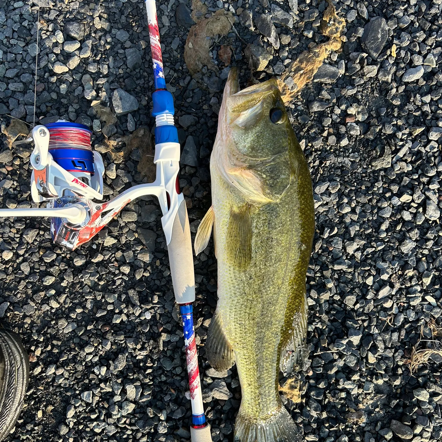 Largemouth bass caught on Fishbrain