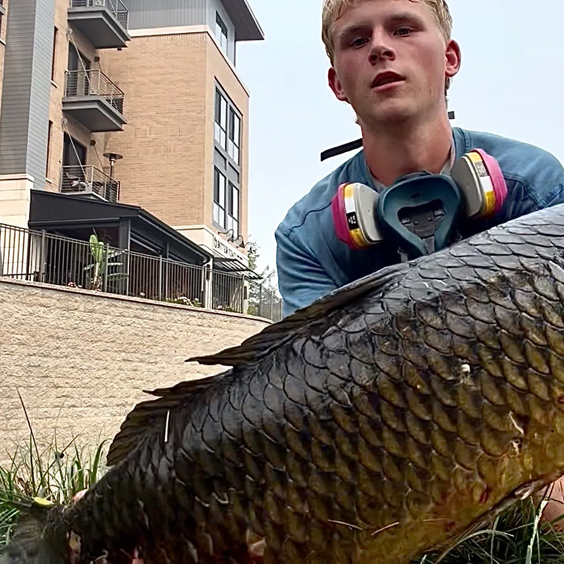 Common carp caught on Fishbrain