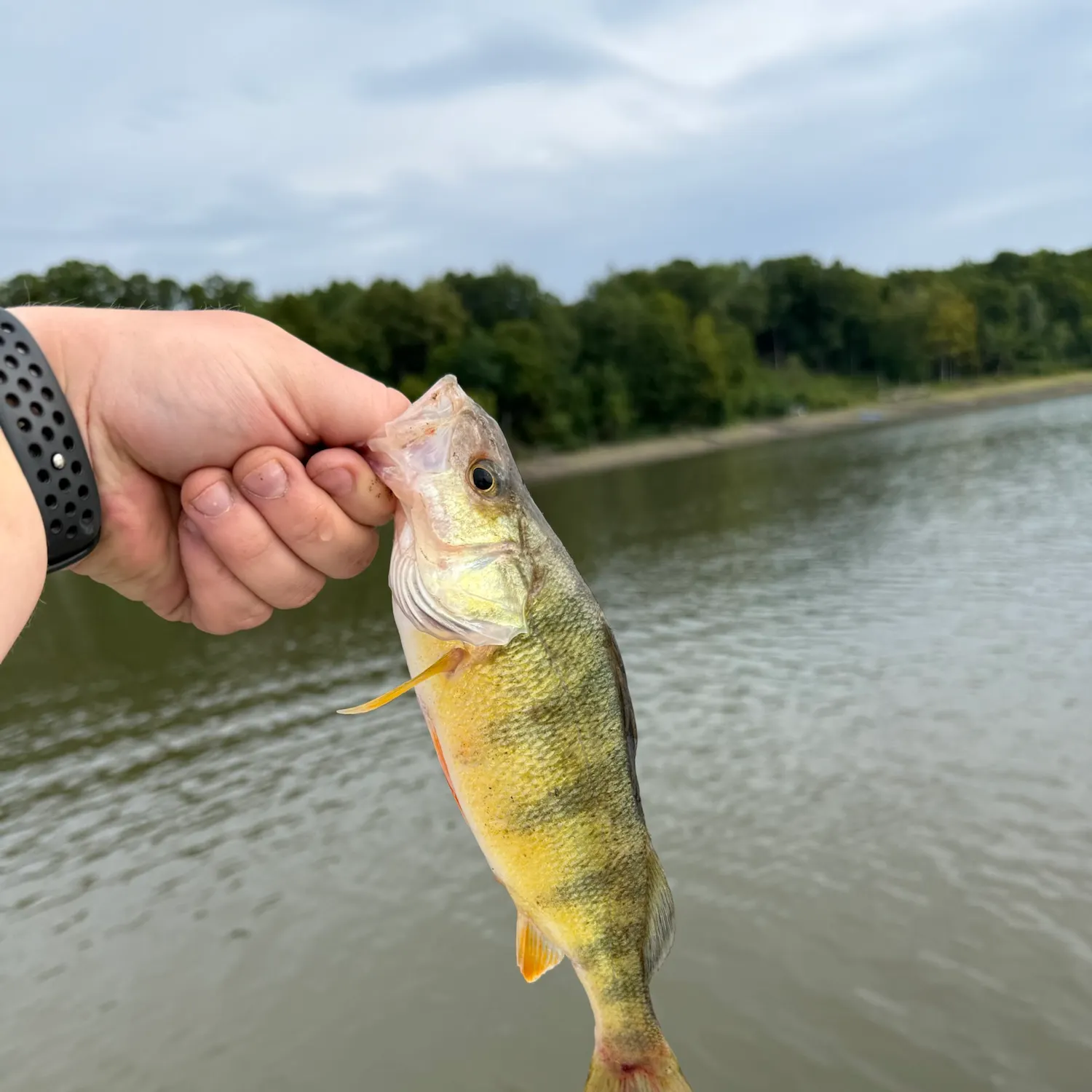 Yellow perch caught on Fishbrain