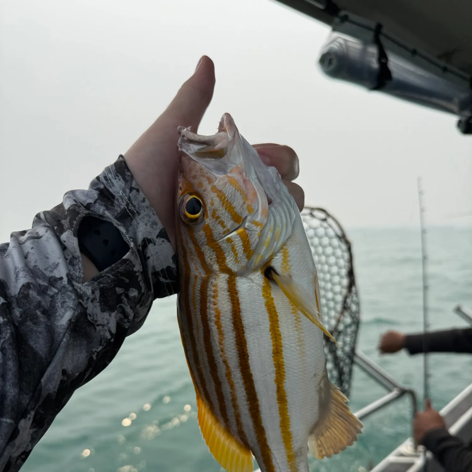 The most recent Spanish flag snapper catches on Fishbrain