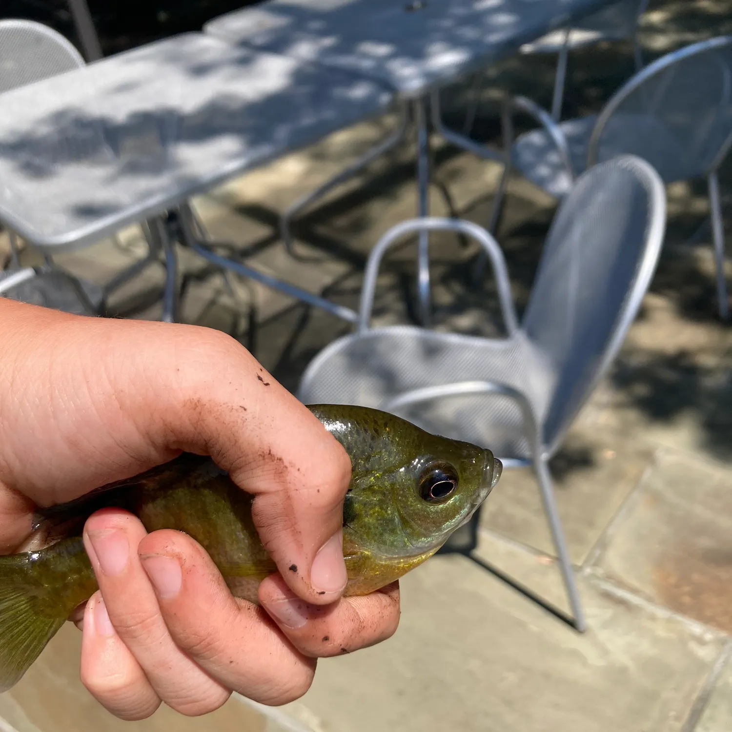 Bluegill caught on Fishbrain