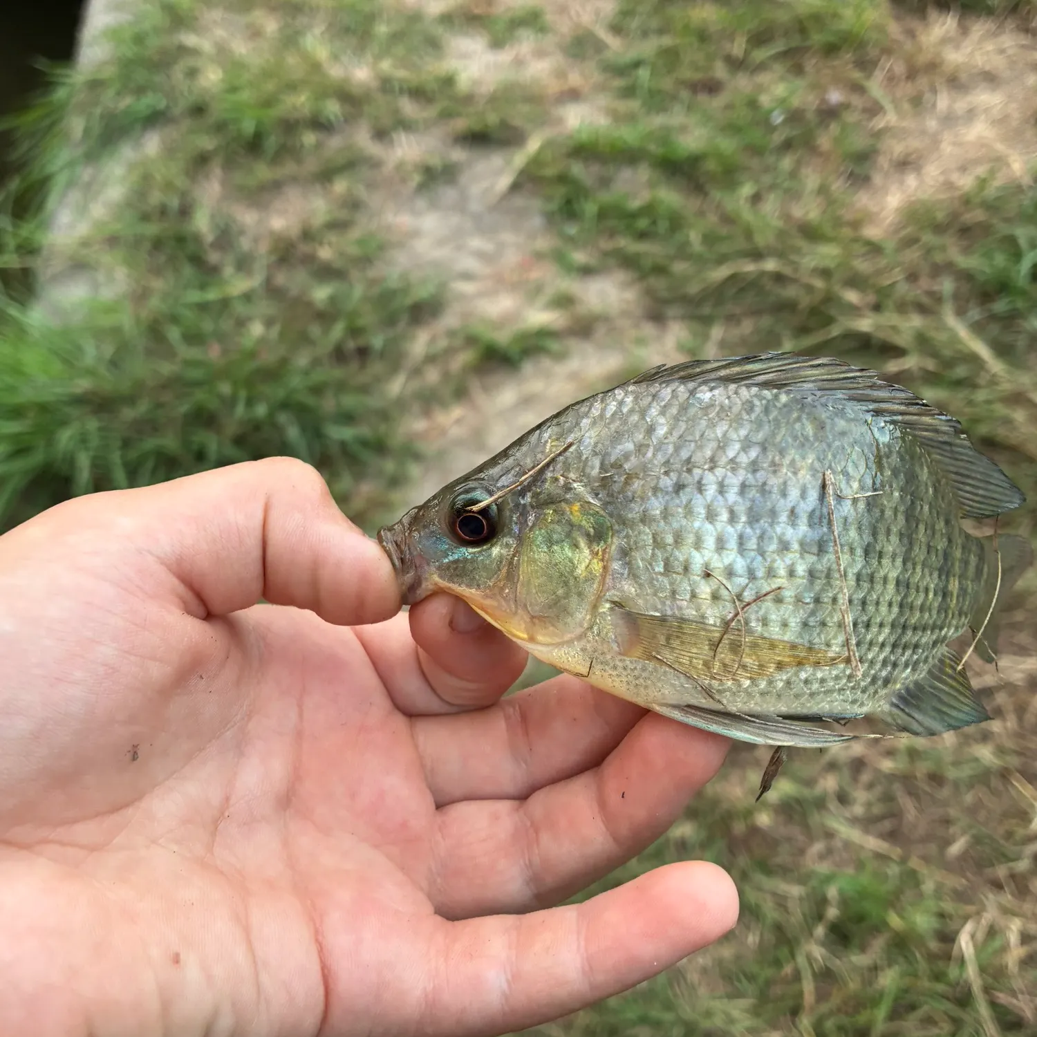 Blue tilapia caught on Fishbrain