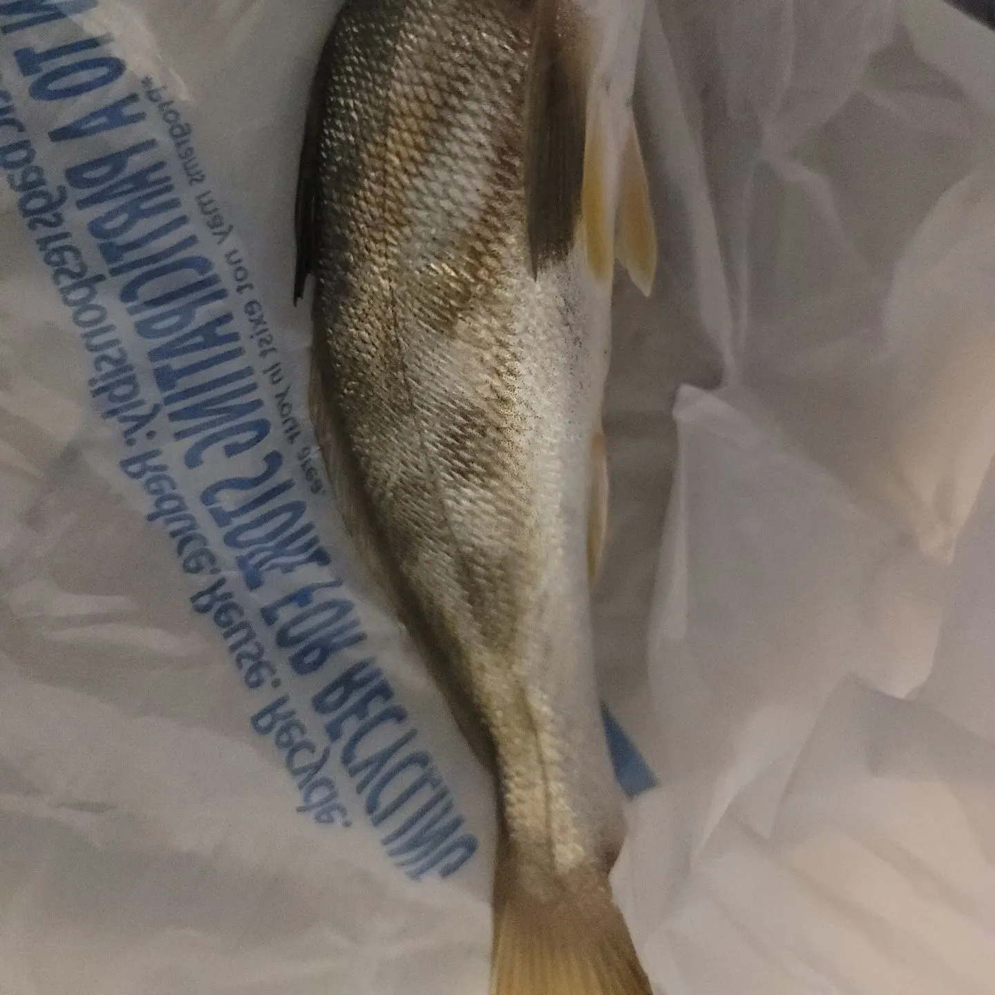 Southern kingcroaker caught on Fishbrain