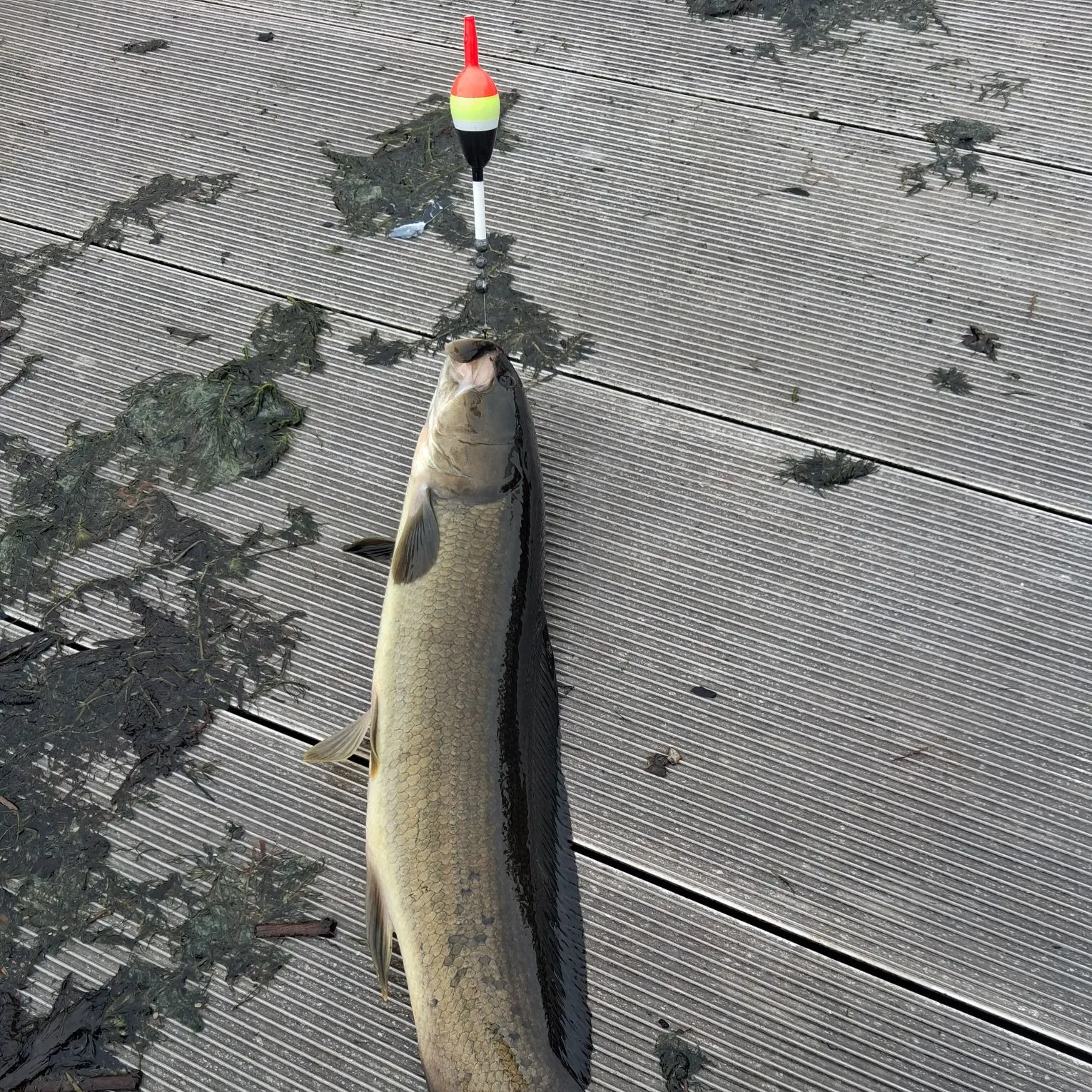 Ruddy bowfin caught on Fishbrain