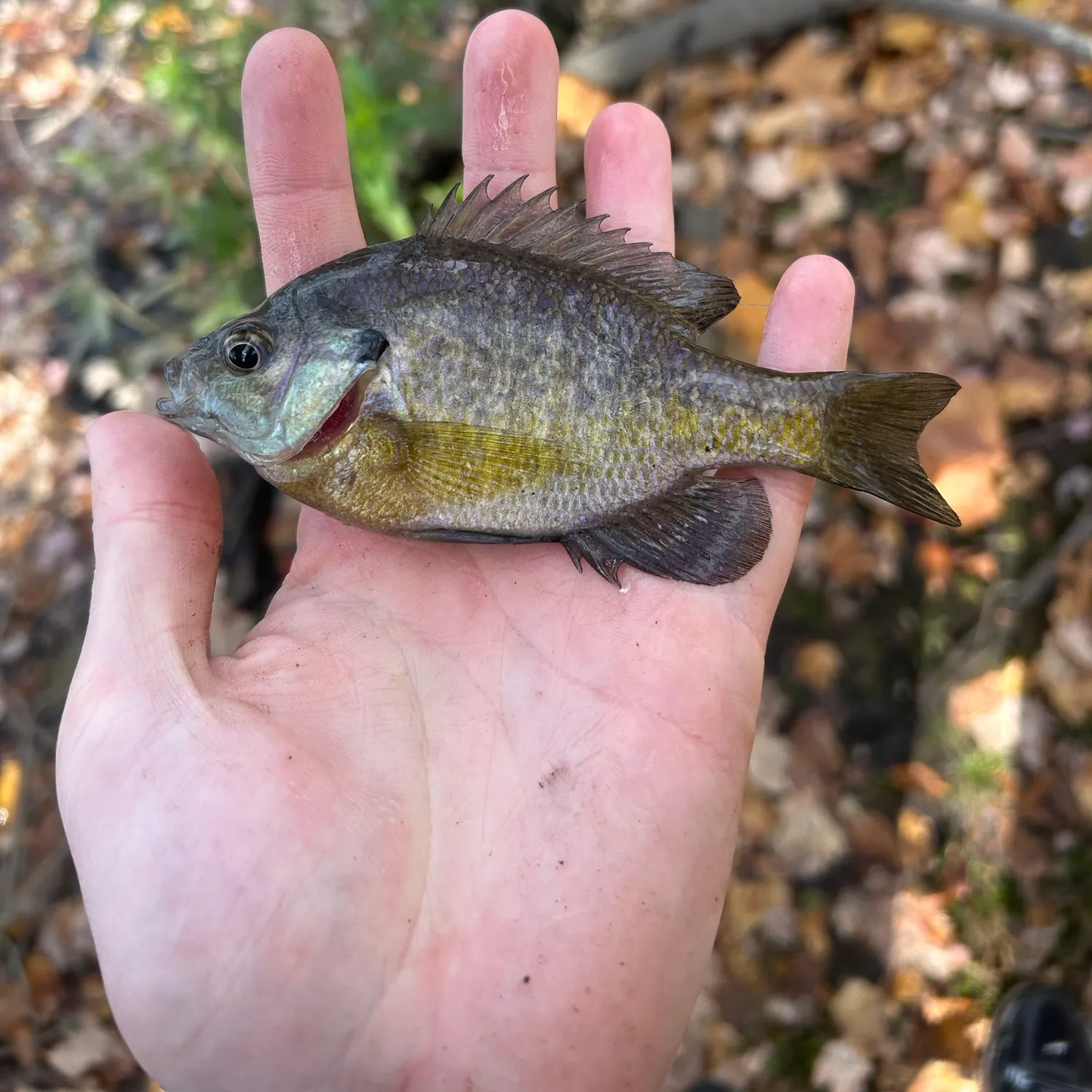 Bluegill caught on Fishbrain