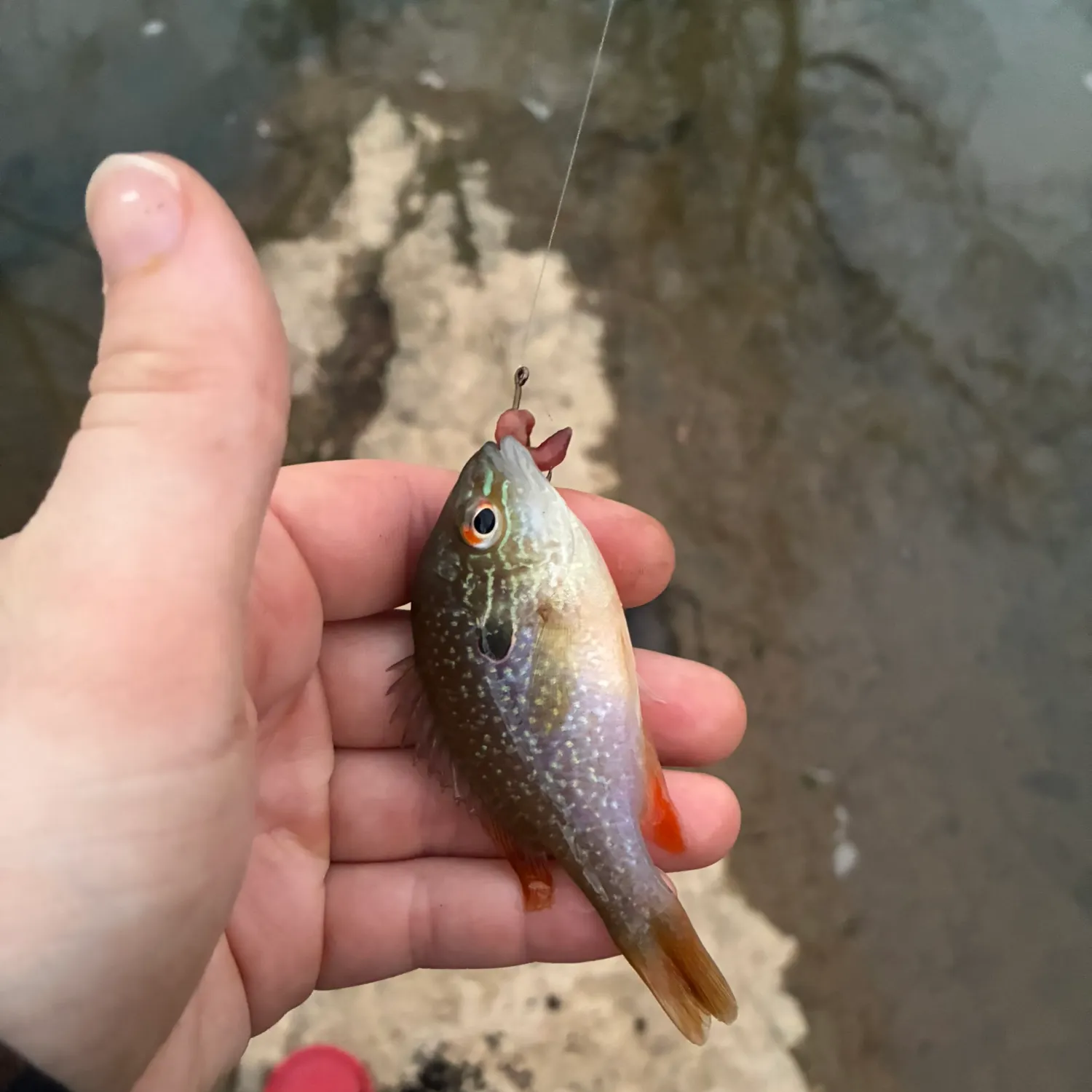Swampland longear sunfish caught on Fishbrain