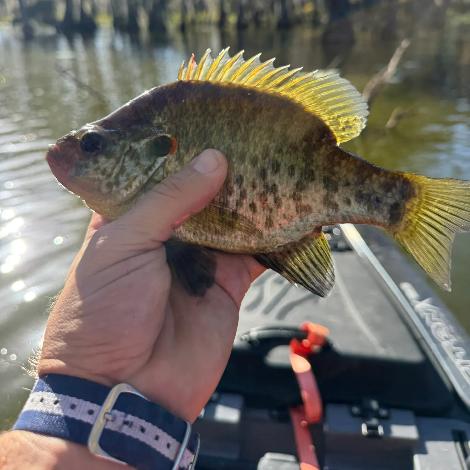 Redear sunfish caught on Fishbrain