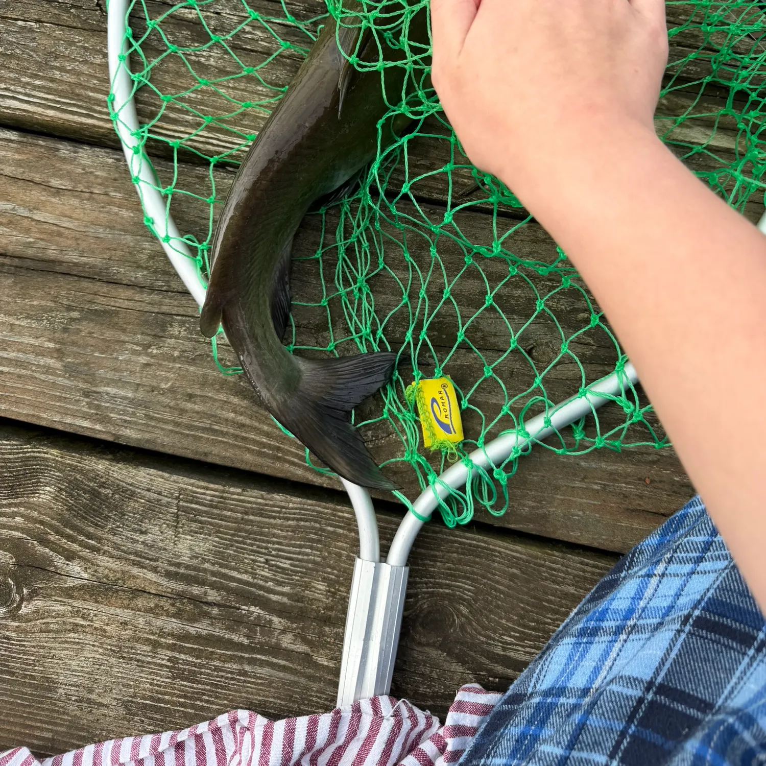 Channel catfish caught on Fishbrain