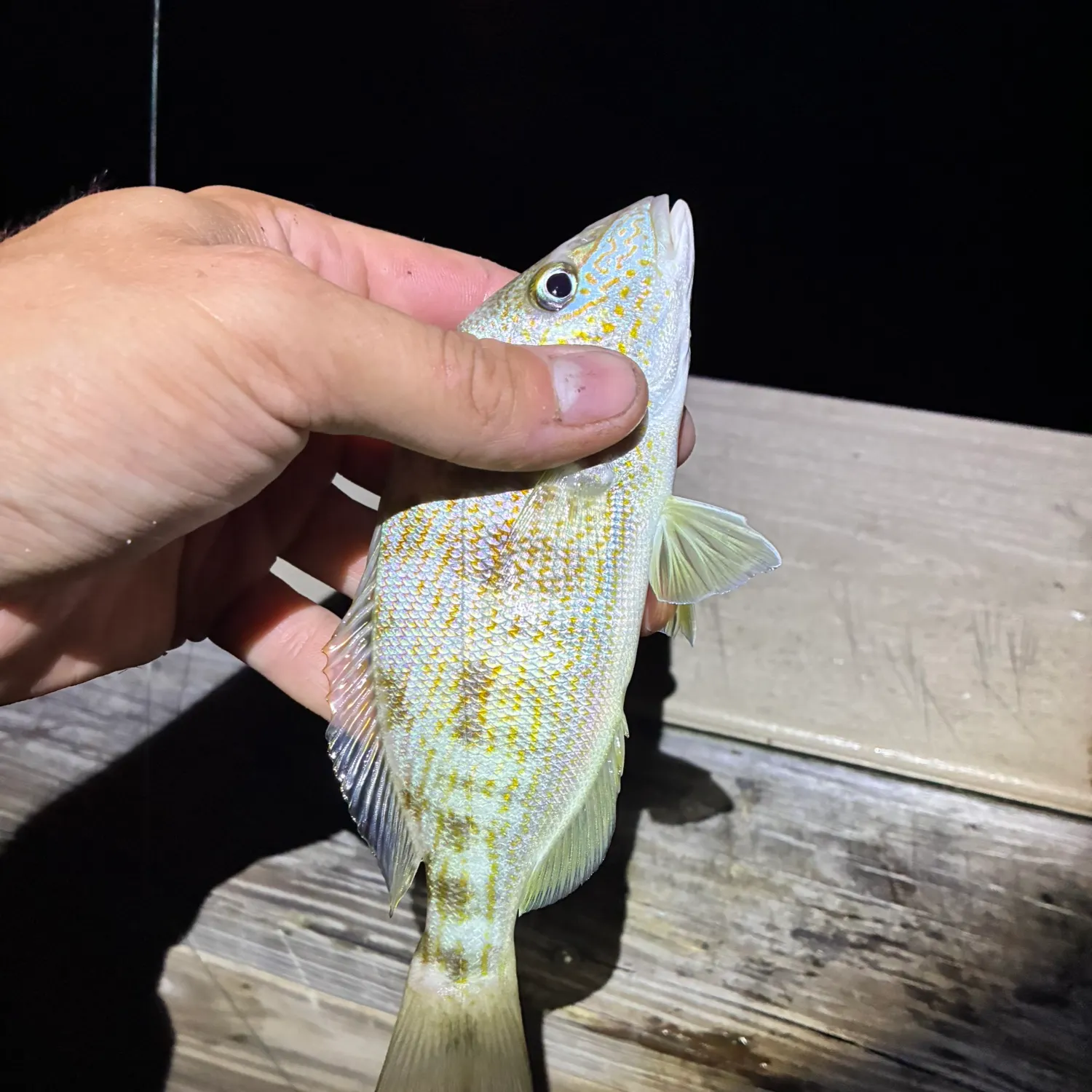 The most recent Pigfish catches on Fishbrain