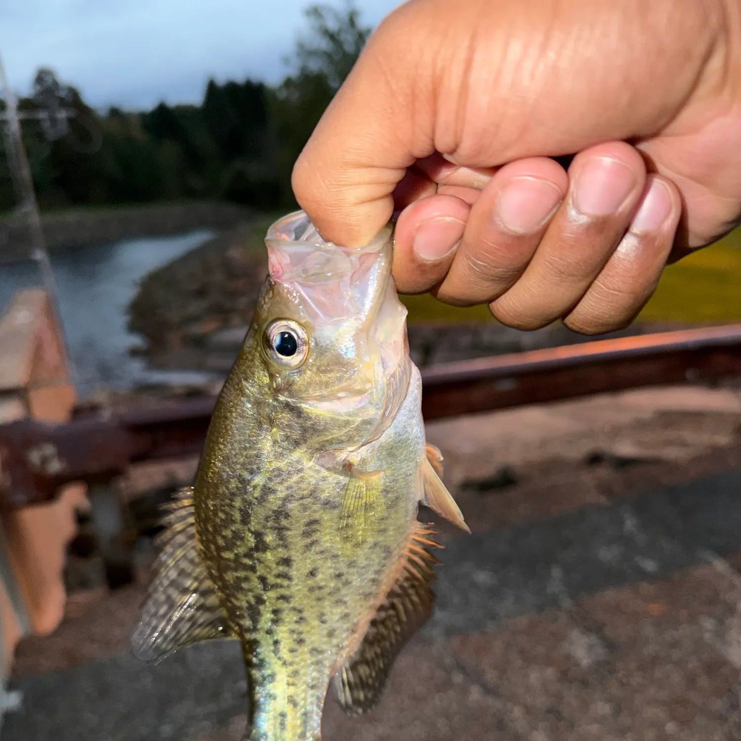 Black crappie caught on Fishbrain