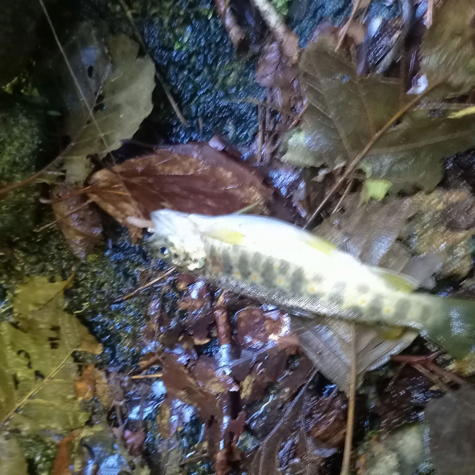 The most recent Marble trout catches on Fishbrain