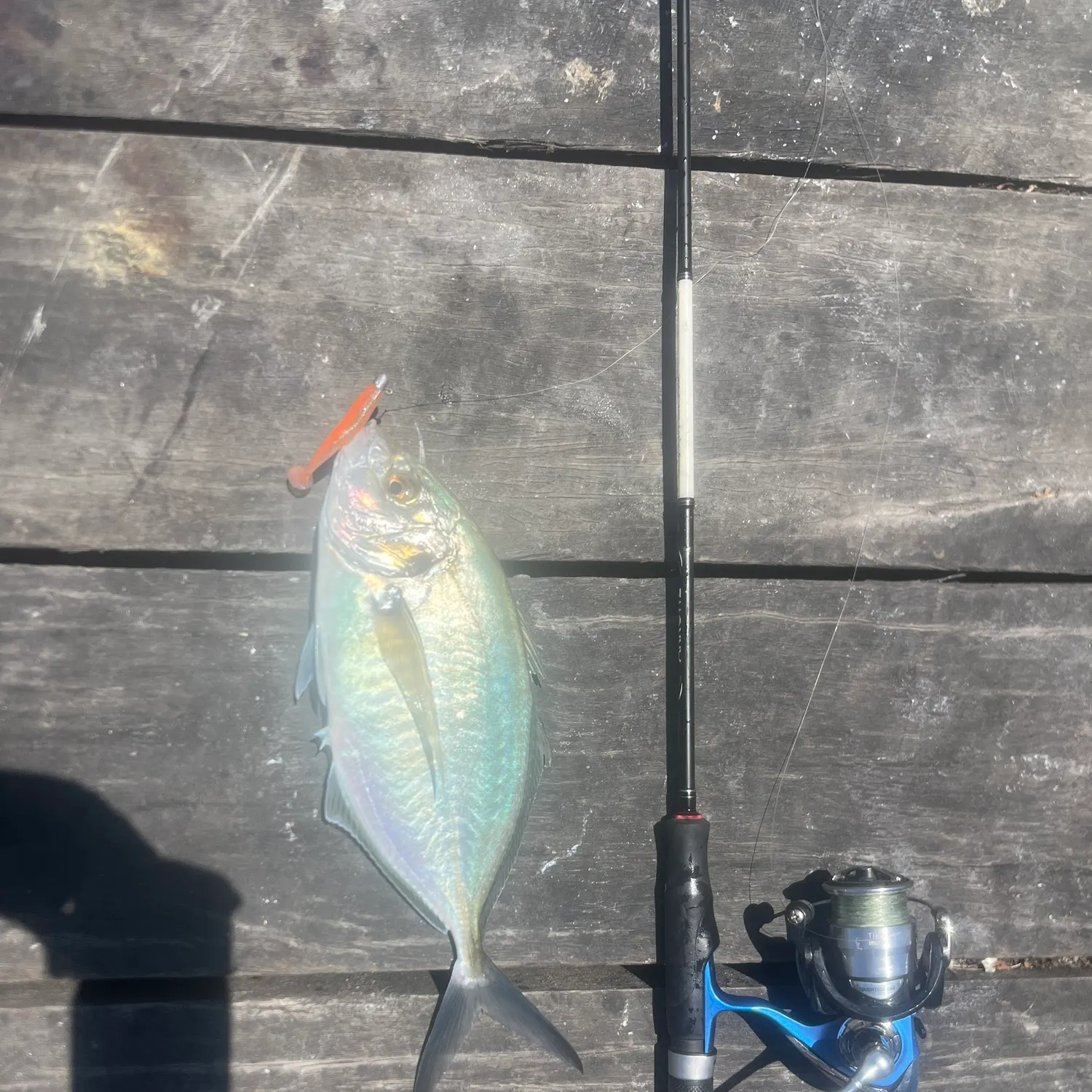 The most recent Silver trevally catches on Fishbrain