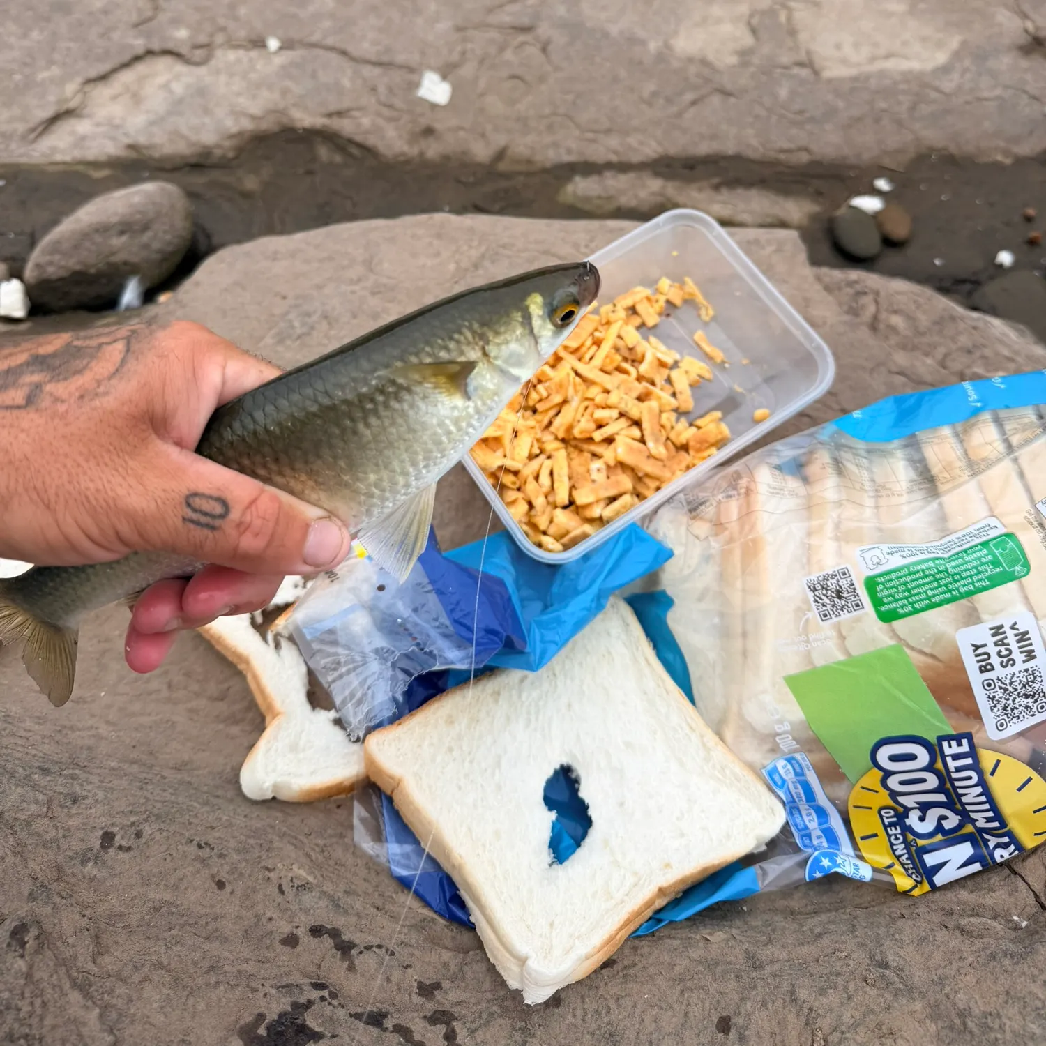 The most recent Yellow-eye mullet catches on Fishbrain