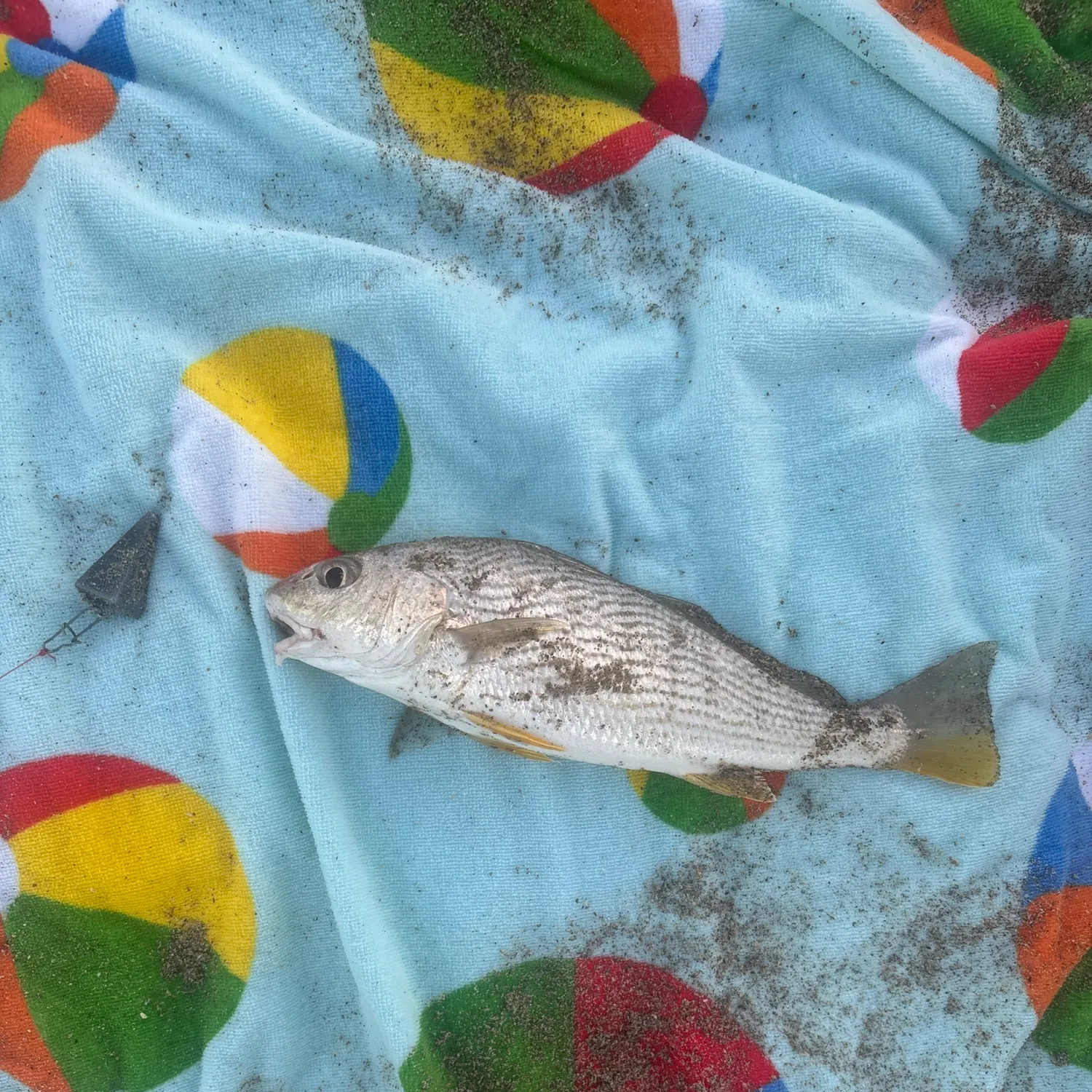 The most recent Sand drum catches on Fishbrain