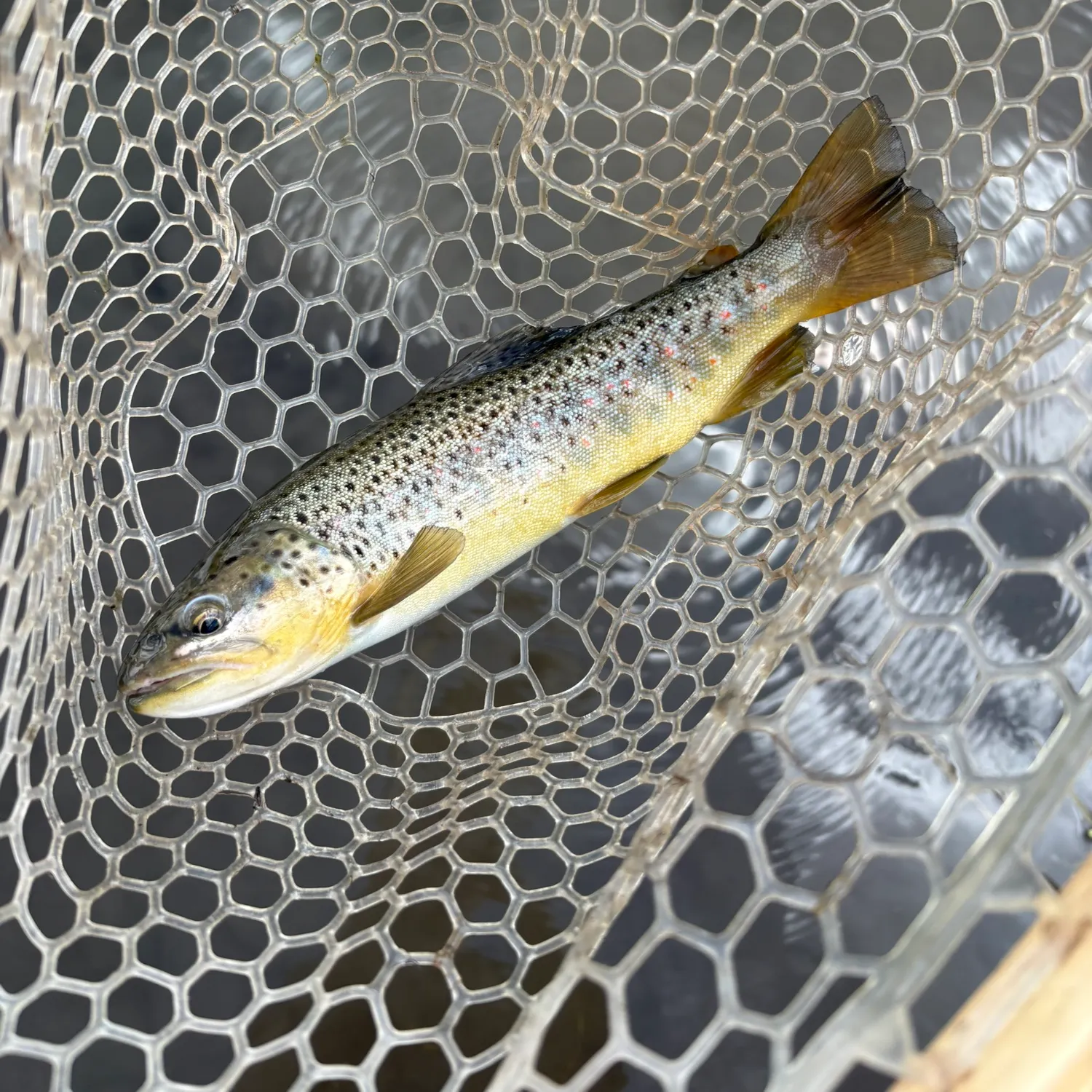 Brown trout caught on Fishbrain