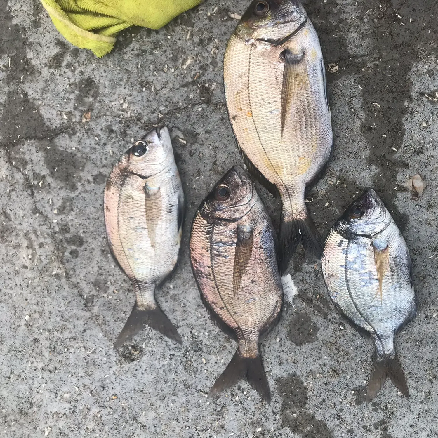 recently logged catches