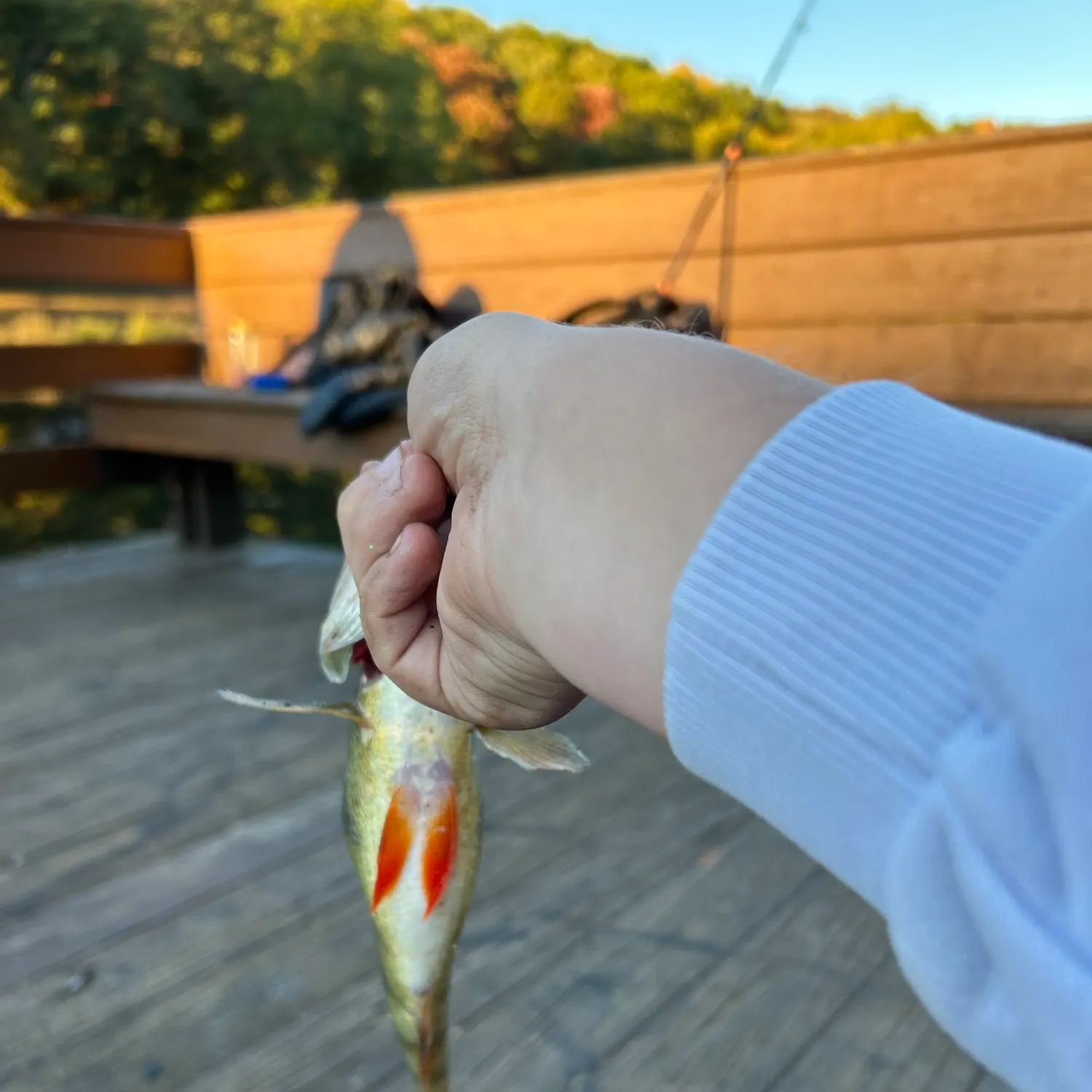 Yellow perch caught on Fishbrain