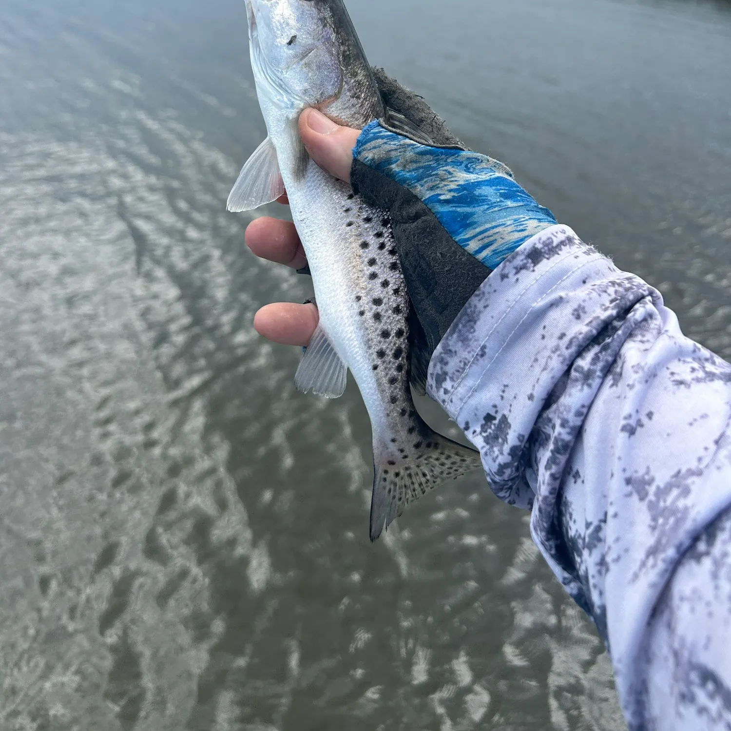 Spotted seatrout caught on Fishbrain