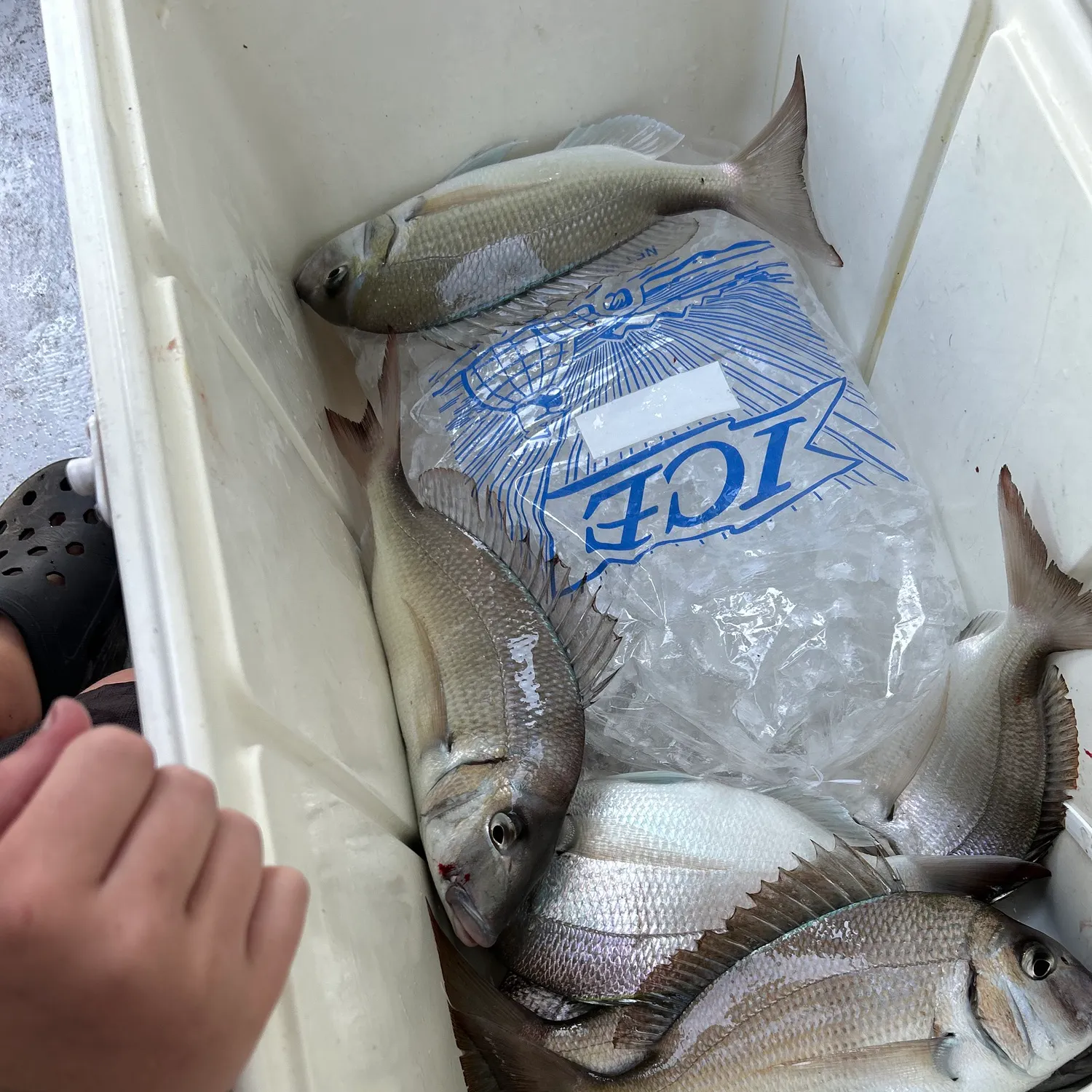 The most recent Scup catches on Fishbrain