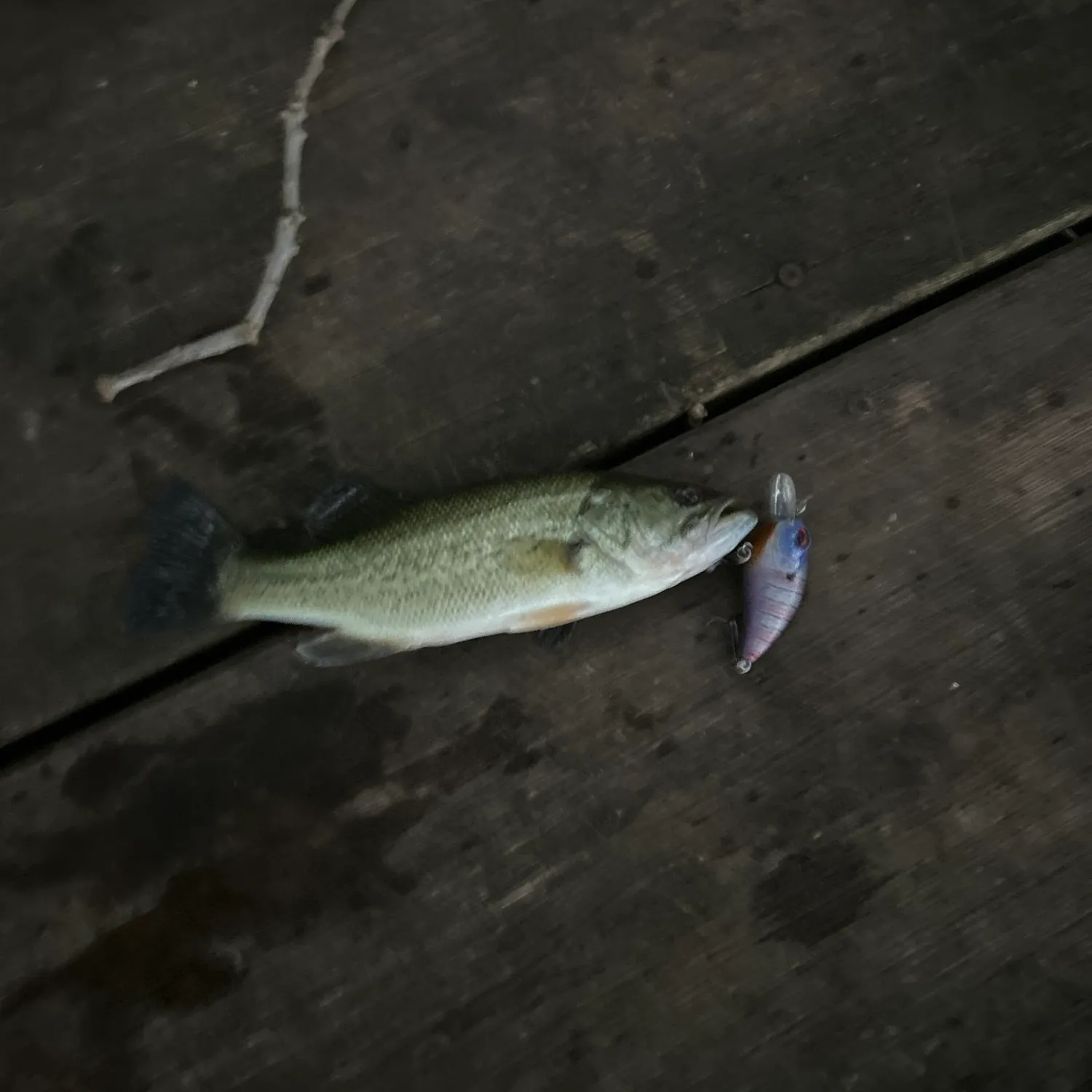 Largemouth bass caught on Fishbrain